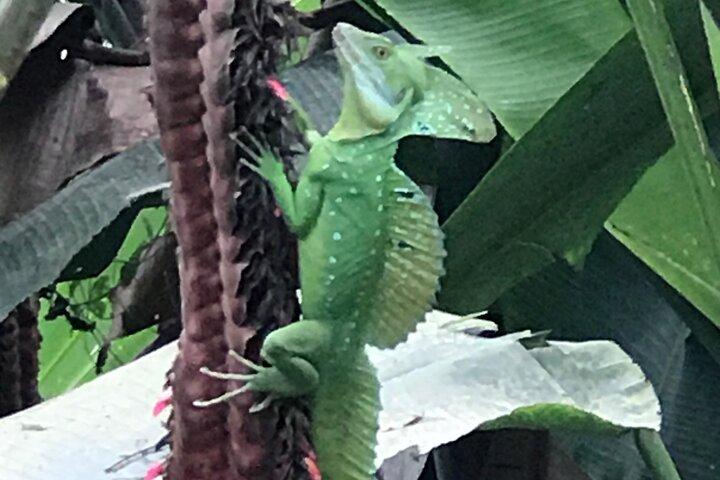Heldags privat Tortuguero-kanal och Zipline-äventyr i Limon
