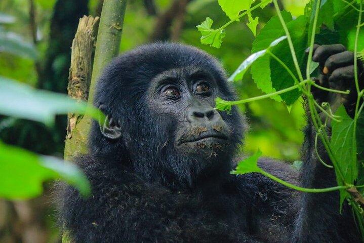 7-Day Private Tour in Uganda and Kenya Safari