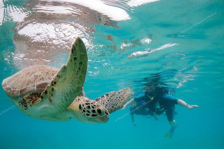 Turtle Snorkeling Private Tour - Sea Turtles & Cenote i Tulum