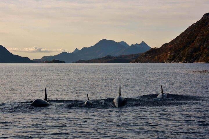 Lofoten RIB Safari con Aquila di Mare e crociera Trollfjord