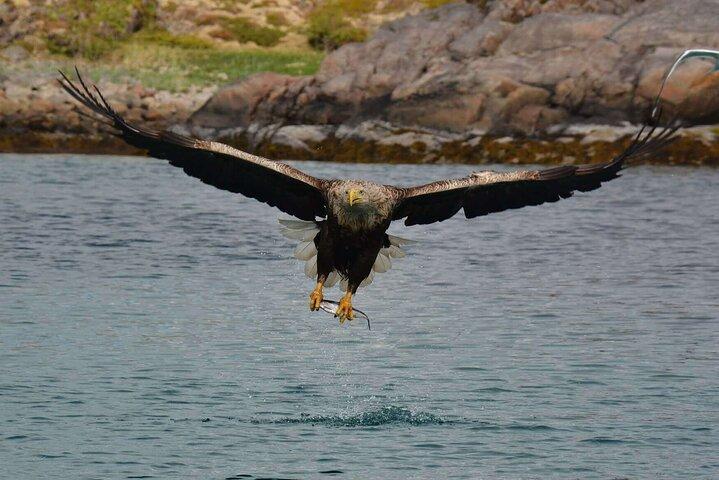 Lofoten RIB Safari con Aquila di Mare e crociera Trollfjord