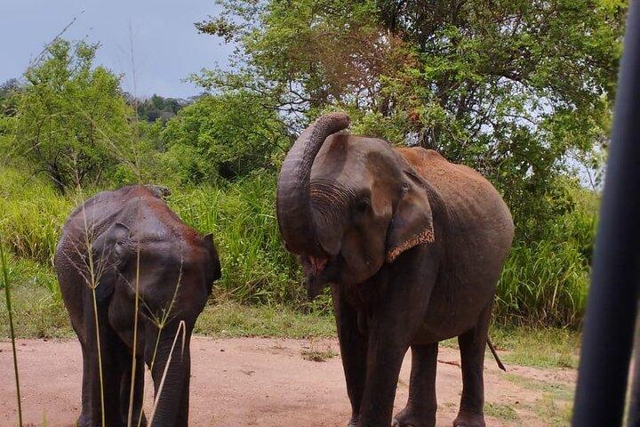 Visite privée du parc national de Sigiriya, Dambulla et Minneriya