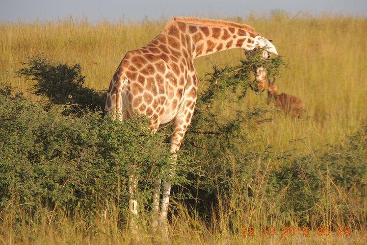 14 Tage Uganda Wildtier- und Primatensafari mit Big Five