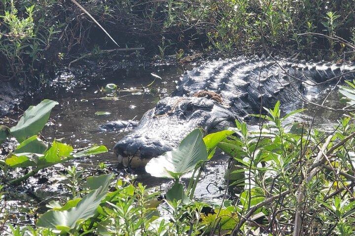 Central Florida's Airboat Rides