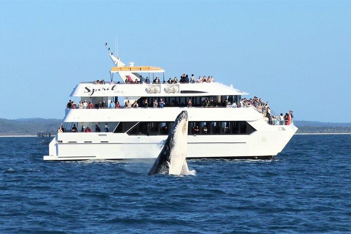 Spirit of Hervey Bay Whale Watching Cruise