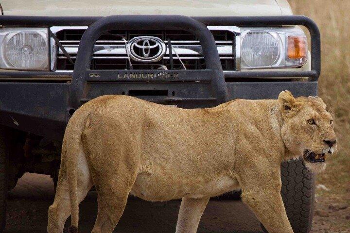 Safari privado de 3 dias de vida selvagem explorando Uganda