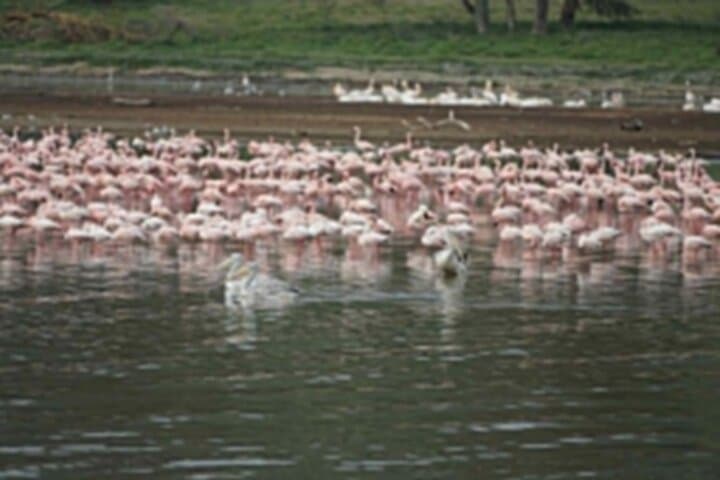 4-Day Group Safari to Maasai Mara & Lake Nakuru- 4 x 4 jeep