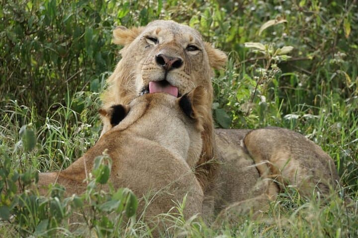 4-Day Group Safari to Maasai Mara & Lake Nakuru- 4 x 4 jeep