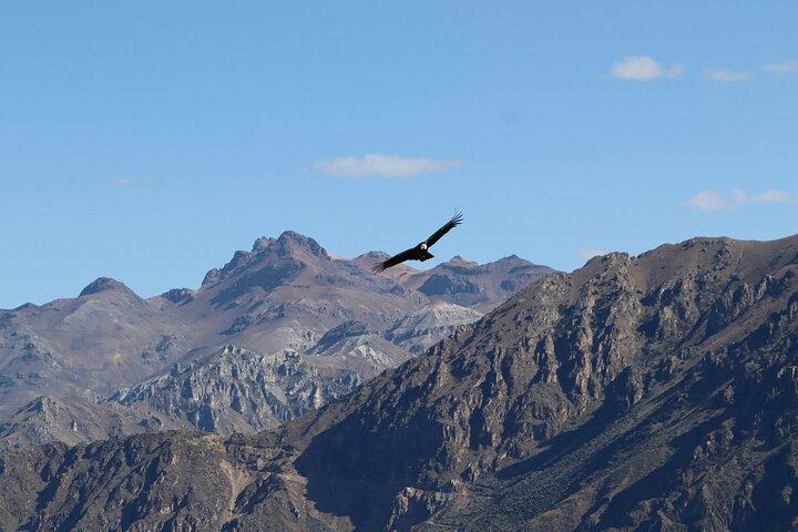 Privat heldagstur til Colca Canyon med morgenmad