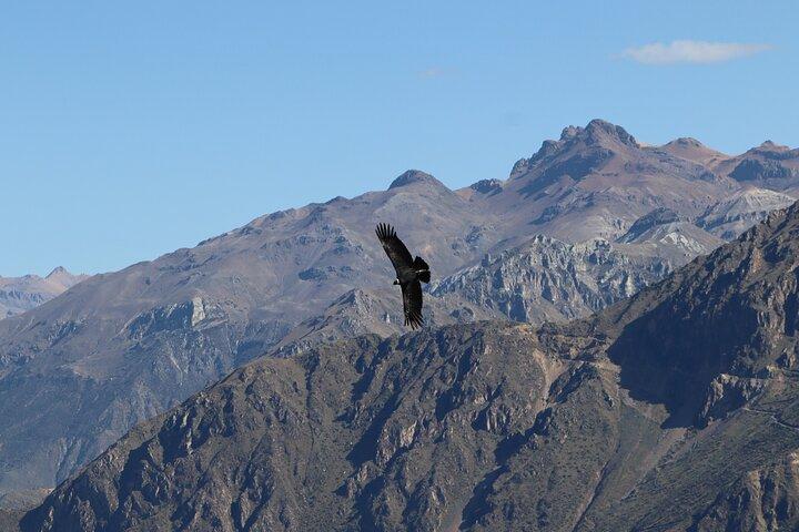 Privat heldagstur til Colca Canyon med morgenmad