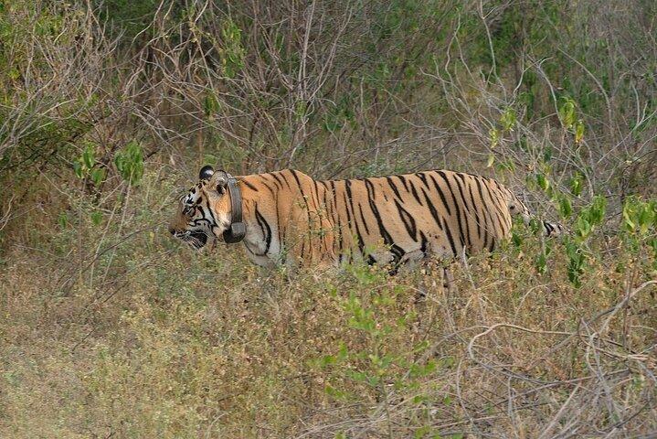 Sariska Tiger Prenota Assistenza per Biglietti Safari Privati Zingari