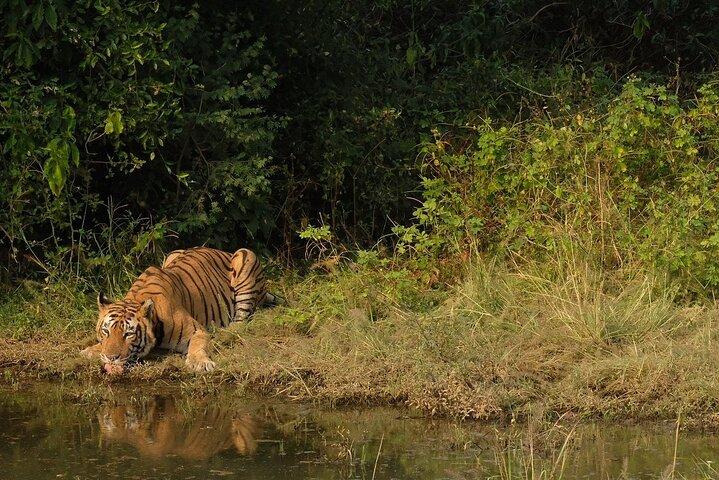 Sariska Tiger Prenota Assistenza per Biglietti Safari Privati Zingari