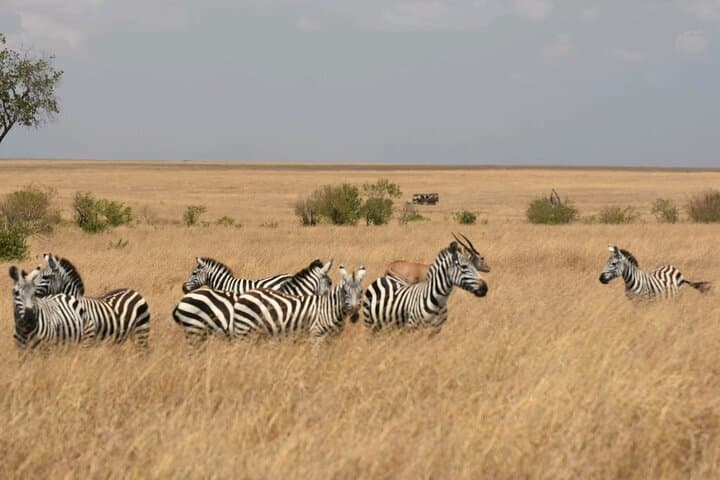 3 Days 2 Nights Maasai Mara Guided Safari Tour