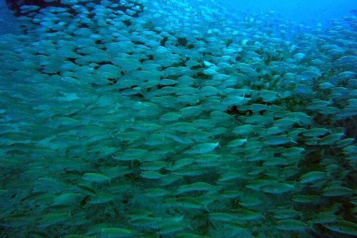 2 uur durende middagsnorkelervaring op Gran Canaria per boot
