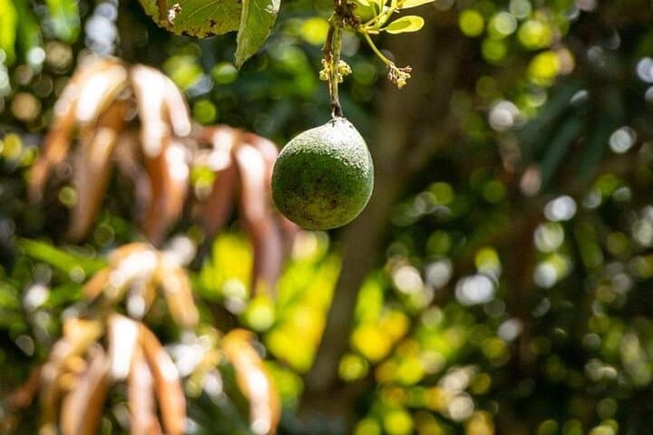 Zanzibar Spice tour
