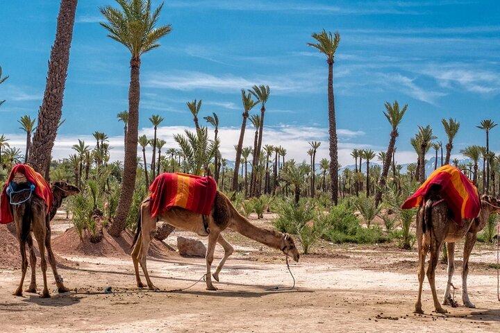 Sunset Camel Ride in the Palmerai of Marrakesh
