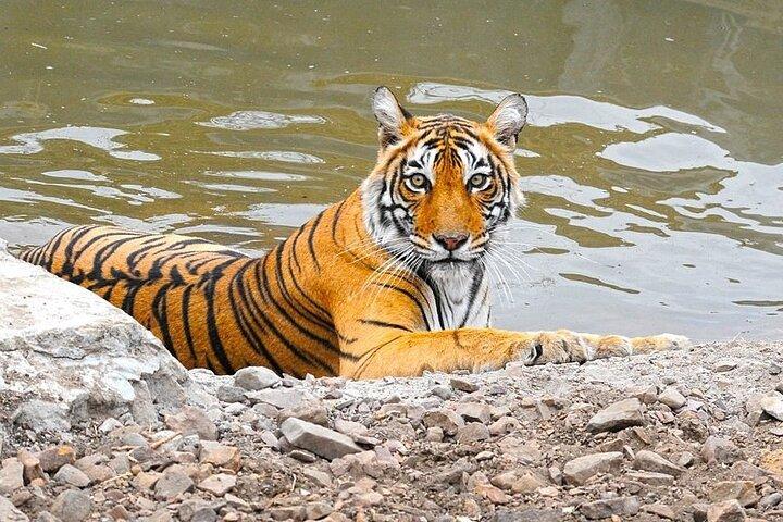 Visite colorée de 16 jours au Rajasthan avec Taj Mahal et faune