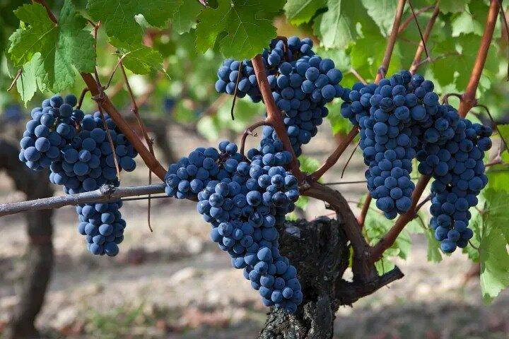 Privat Sonoma Wine Tour upp till 4 gäster - Vår mest populära Tour!