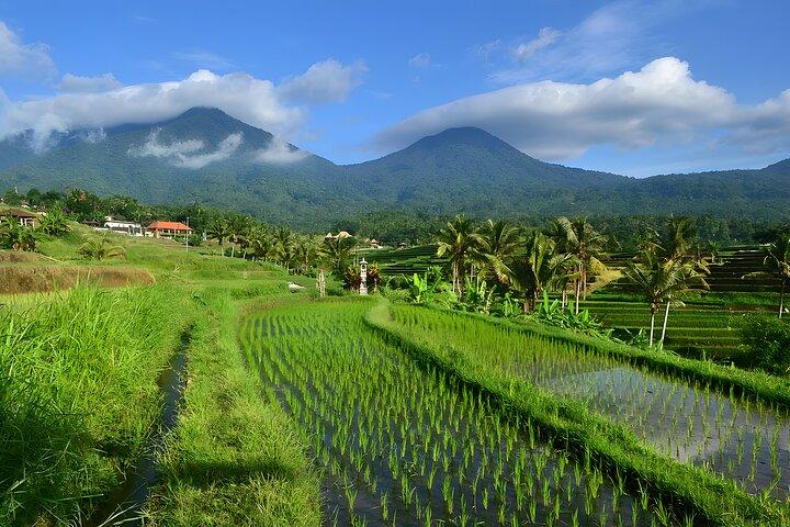 Bali Tour: The Best Way to Explore The Highlight of Bali