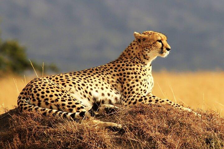 9 dagars lyxig Kruger Park Safari & Cape Town Tour