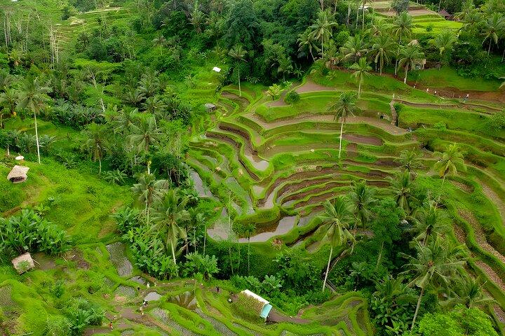 Forfaits Bali Swing Activity et Ubud Watefall Trip