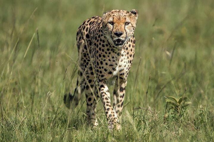 Private 8 Days Safari Tour in Tanzania