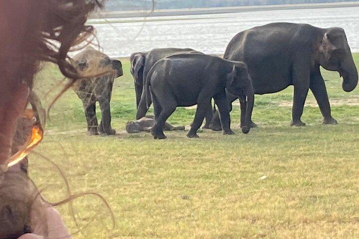 From Colombo/Negombo to Sigiriya, Dambulla Day Trip & Safari