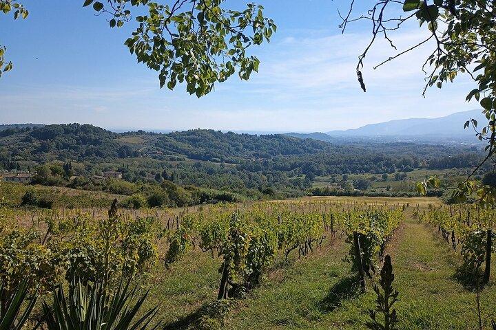 Wine Tour nella Campagna Lucchese con Pranzo - con Minivan