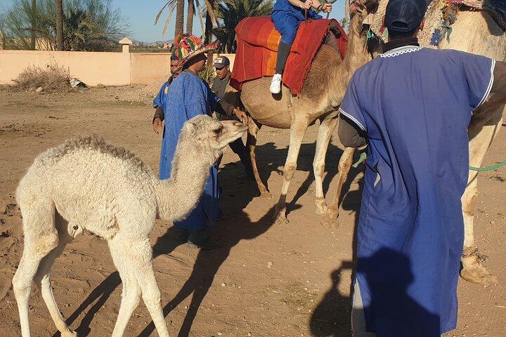 Private Majorel garden and Camel ride