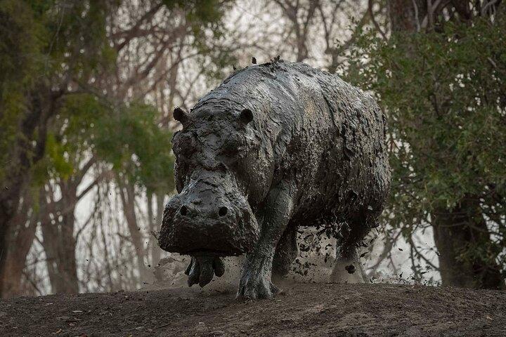 Rhino Night Drive e cena nel Bush in una riserva privata