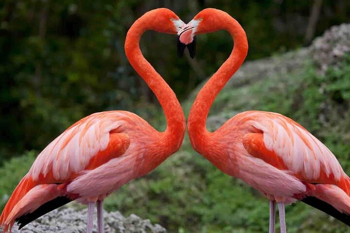 Lake Nakuru National Park With Optional Boat Ride Lake Naivasha