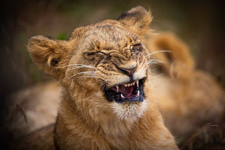 5-hours Nairobi National Park Game Drive 4x4 Vehicle Free Pick up