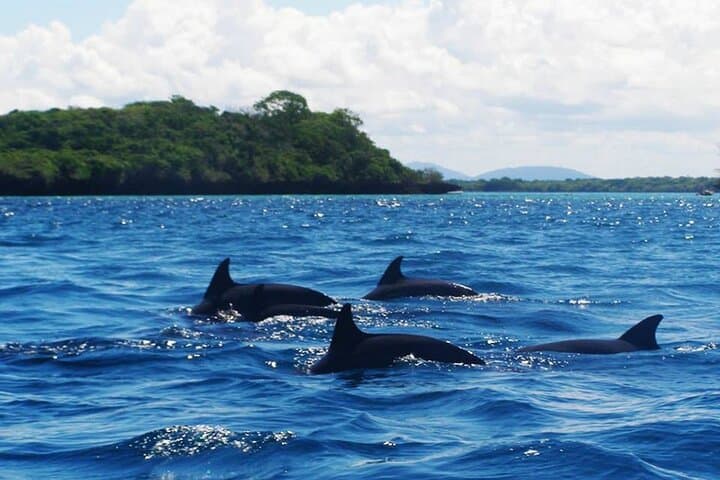 Dolphin and Turtle Tour with Sunset Cruise at Nungwi Beach