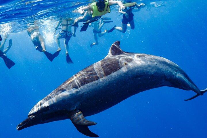 Nadar com golfinhos Catamarã com Waterslide & Almoço em Oahu