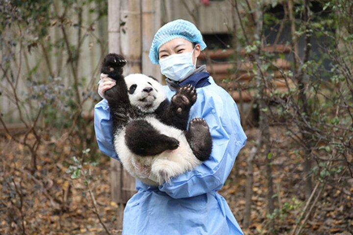 楽山仏+パンダベースまたは古民家貸切日帰りツアー