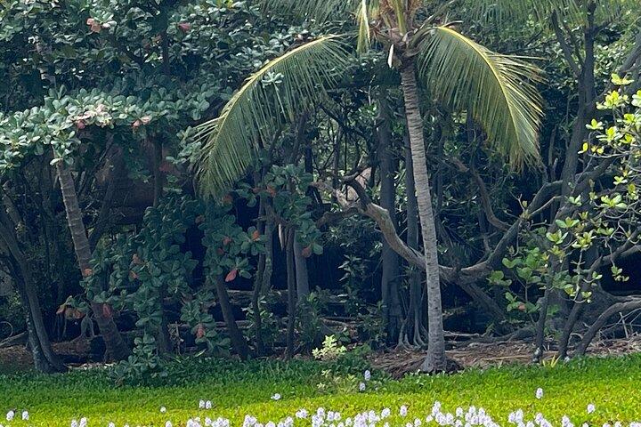 Tour privato intorno all'isola delle Hawaii