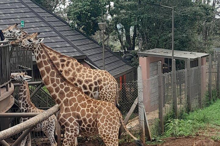 ナイロビのキリンセンターガイドツアー