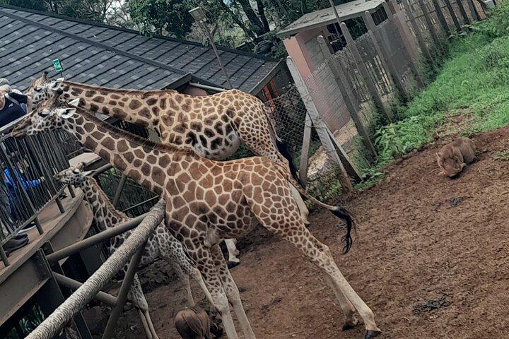 ナイロビのキリンセンターガイドツアー