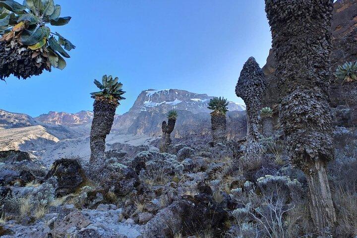 7-daagse wandeltocht op de Machame Route