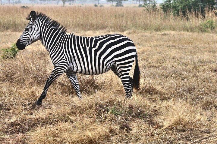 3 - Days Mikumi National Park Safari (transfert SGR à Morogoro)