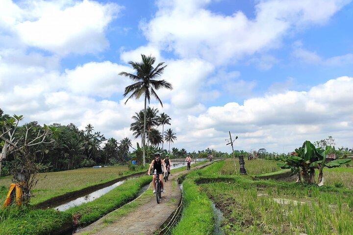 Ubud eBikes Tour till Tegallalang Rice Terrace