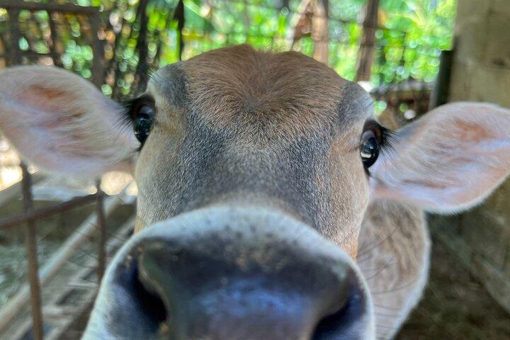 Halbtägige Safari und ATV oder Pferde ab Punta Cana