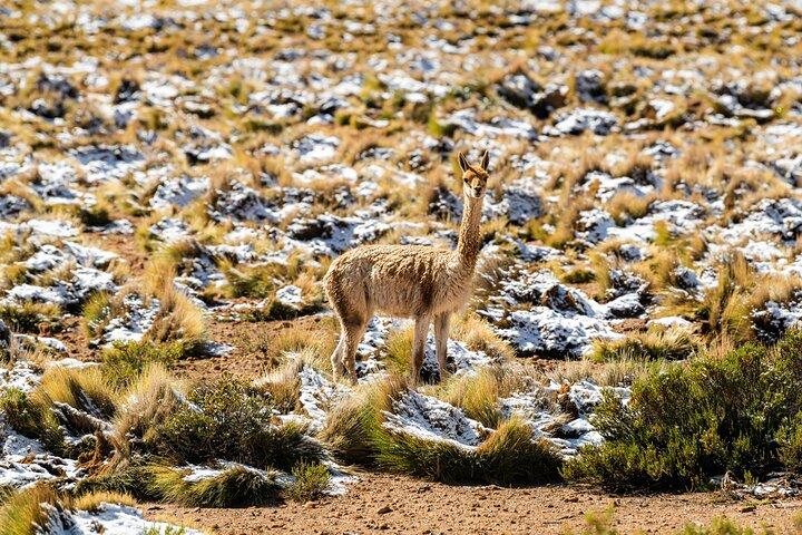 Visita privada ao gêiser Tatio, café da manhã no Geyser Blanco.
