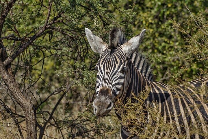 Full-Day Shared Kruger National Park Safari from Hoedspruit