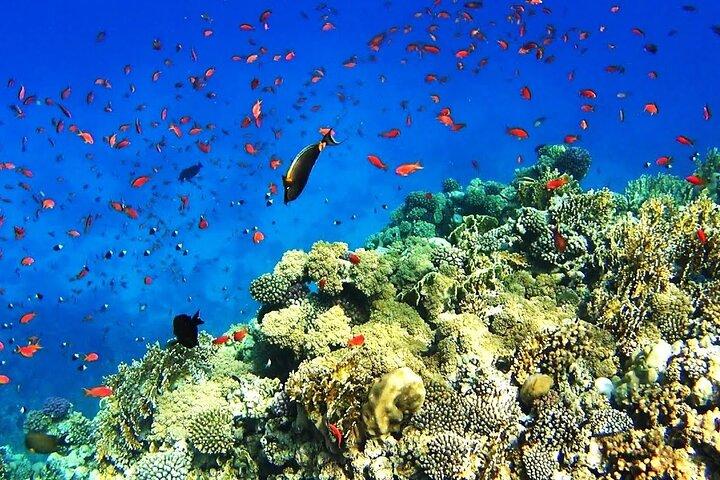 Sharm El Sheikh–White Island & Ras Mohammed Schnorchelabenteuer