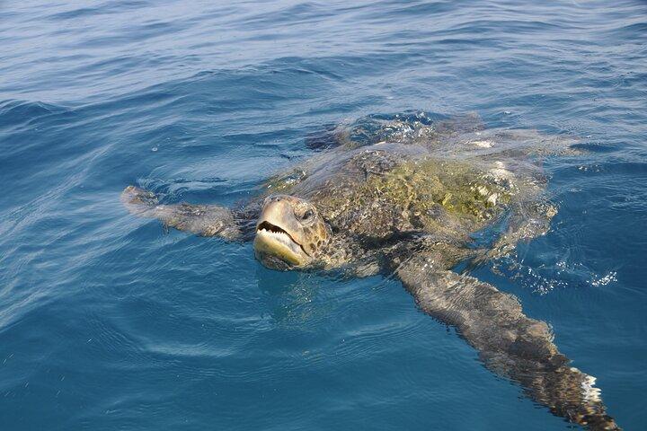 5 dages Galapagos Island eventyrland og snorkling ture