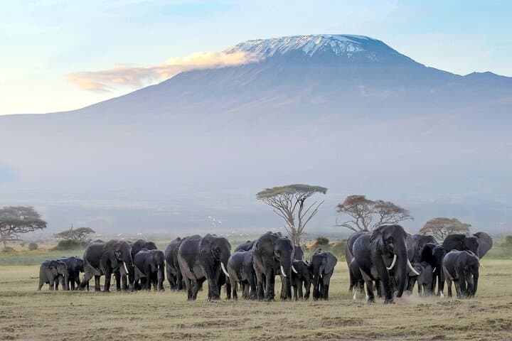 Full Day, Small Group Guided Tour to Amboseli National Park