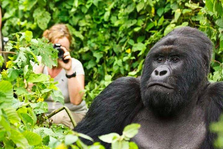 1 Dia Gorilla Trekking Experience no Parque Nacional dos Vulcões