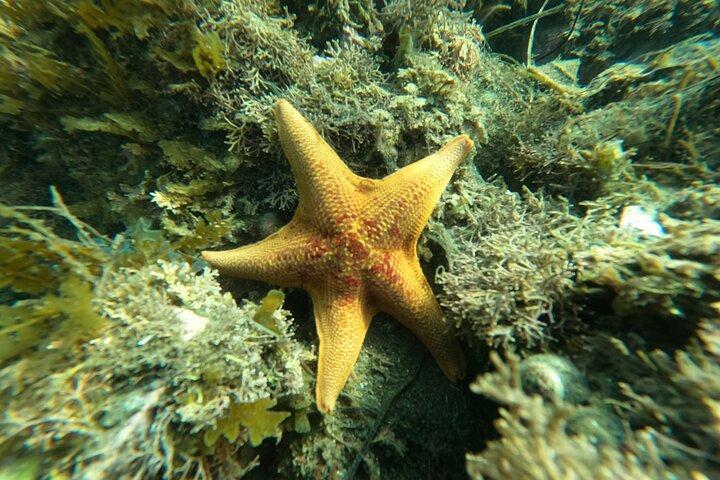 海洋生物学者と一緒にサンディエゴのミッションベイでシュノーケリング