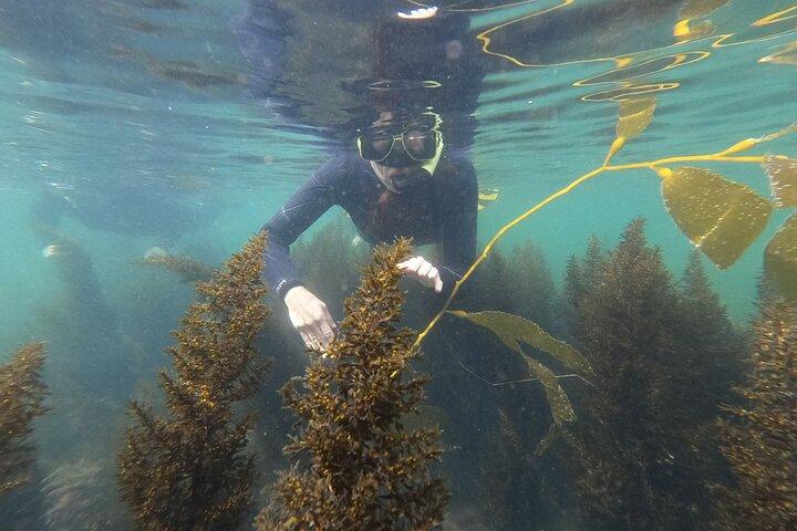 海洋生物学者と一緒にサンディエゴのミッションベイでシュノーケリング